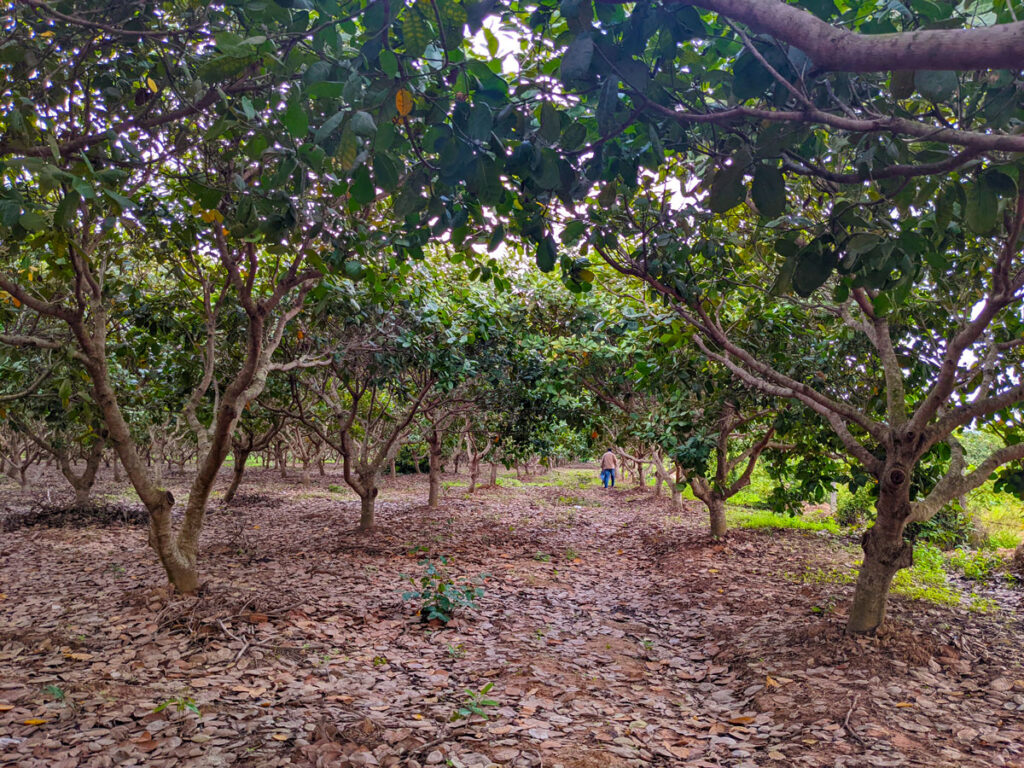 Neural Network Crop Mapping in Cambodia