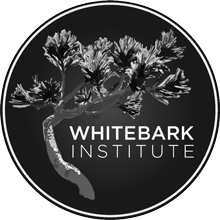 whitebark institute