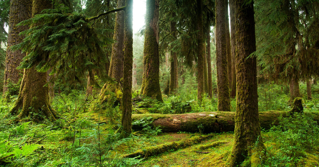 Forest Sustainability Assessments and Certification