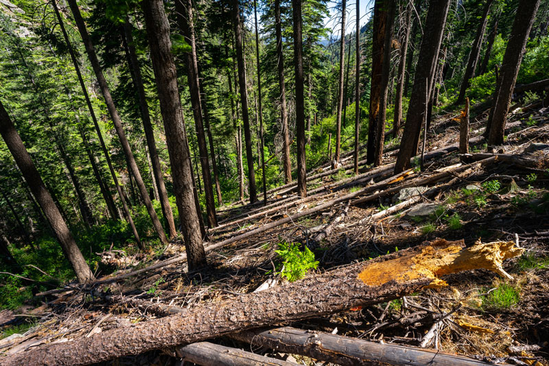 Landowners Face Barriers to Reforestation