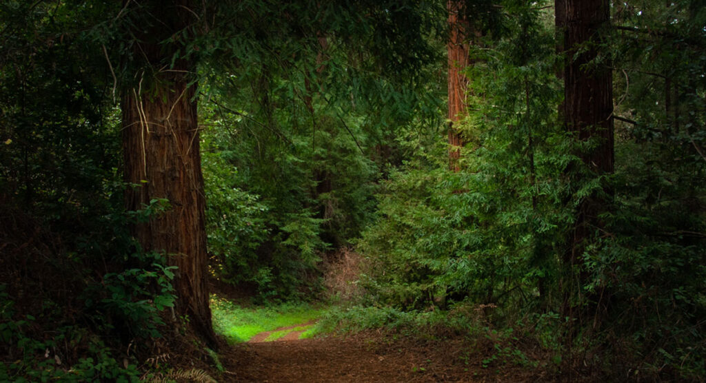 Monitoring Severely Burned Redwood Forest