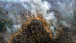 Wildfire Most Important Factor In Carbon