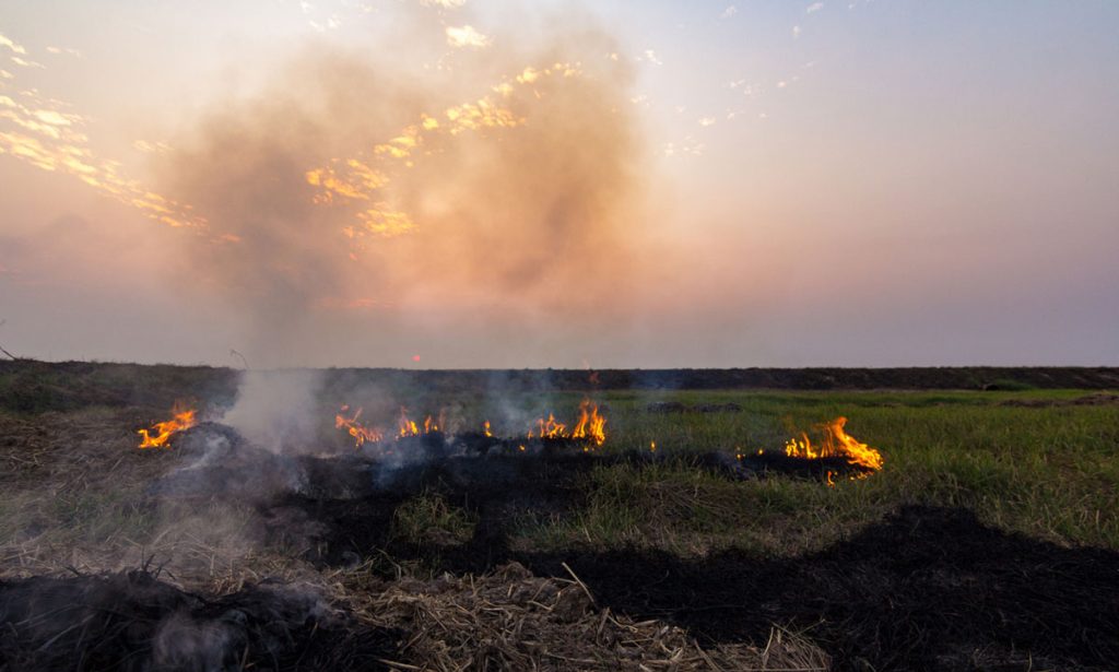 Fight Climate Change By Burning Wood